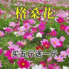 花卉种子花籽四季种易活格桑花波斯菊花草百日草野花组合开花室外