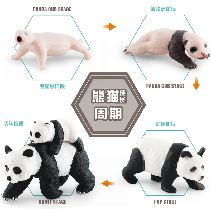 La simulación del ciclo de crecimiento de panda del Tesoro Nacional cognitivo de los niños animal gato oso proceso de crecimiento decoración estática modelo de juguete
