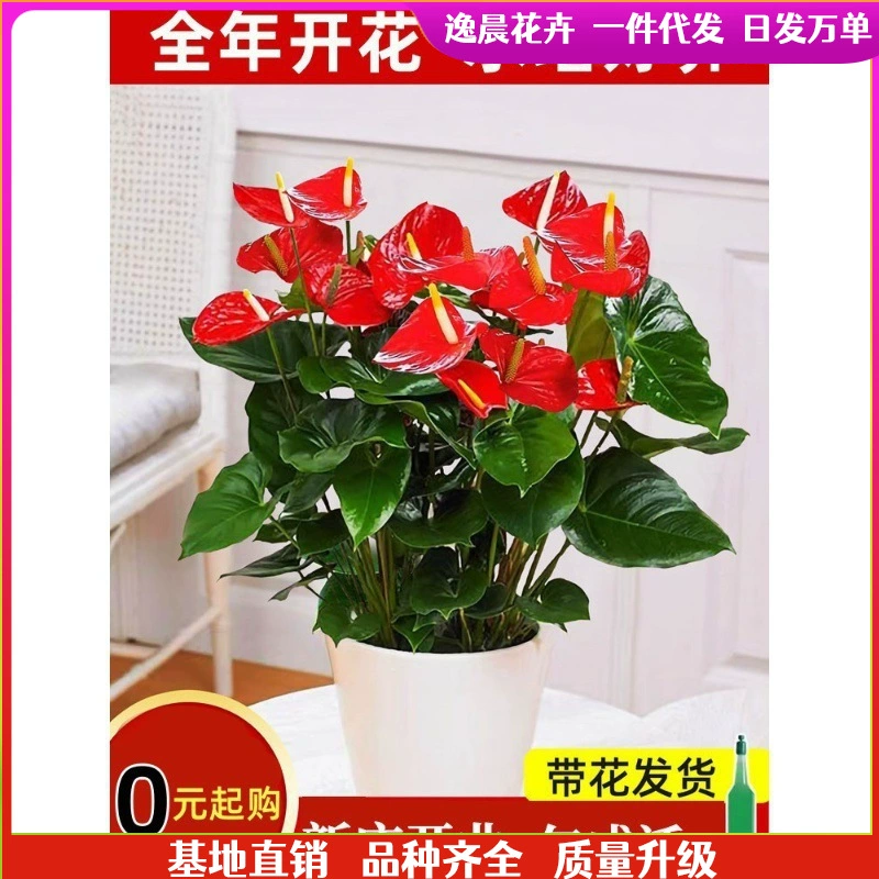 Ветер плавный, цветы и цветы в горшках