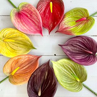���Sֱ�N�����^��ɏ���Ҿ�DIY�����bٻ���ˇ�OӋ�ֹ��������l