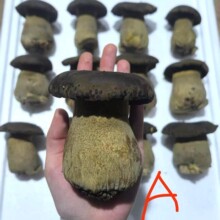 源产地批发食用菌云南新鲜牛肝菌鲜货美味菌菇煲汤鲜食材整箱包邮