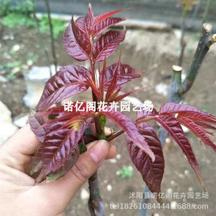 Toona Tree Edible Fresh Red Oil Ground Potted Bean Sprouts Planted in the South and North All Year Round Authentic Spring Sprout Saplings