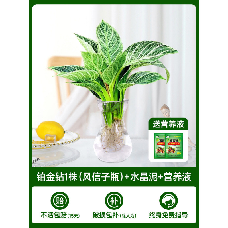 백금 다이아몬드 1개(히아신스 병) + 크리스탈 머드 + 영양액 2개