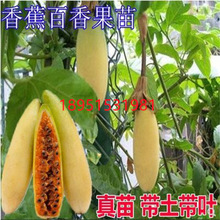 四季新品種香蕉百香果苗甜蜜蜜百香果樹苗紫香黃金百香果樹苗帶土