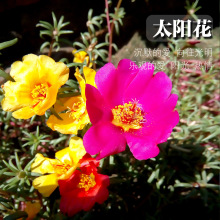 混色重瓣太阳花种子四季室外易活绿化野花龙须牡丹籽花卉多季开花