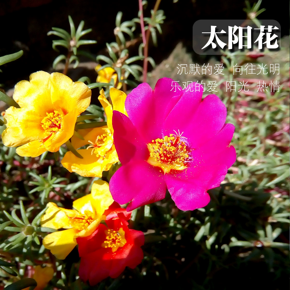 Семена подсолнечника с двойным цветком разных цветов, легко выращиваемые на открытом воздухе в любое время года, придающие зелености, семена пиона «драконий бородатый», многотруденосные цветы.