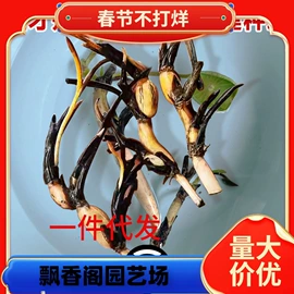 盆栽;种子;树苗