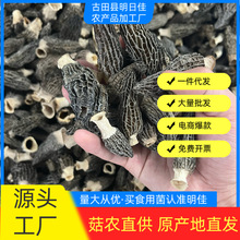 【厂家直批】羊肚菌干货1斤装起订 云南种植基地直供支持样品验货