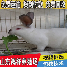 鸿祥肉兔种苗繁殖基地低价出售二斤半的伊拉活物兔苗活体种兔直销