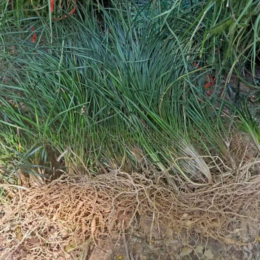 Трава мелколистная Пшеница озимая трава почвопокровное растение сад сообщество парк посадки