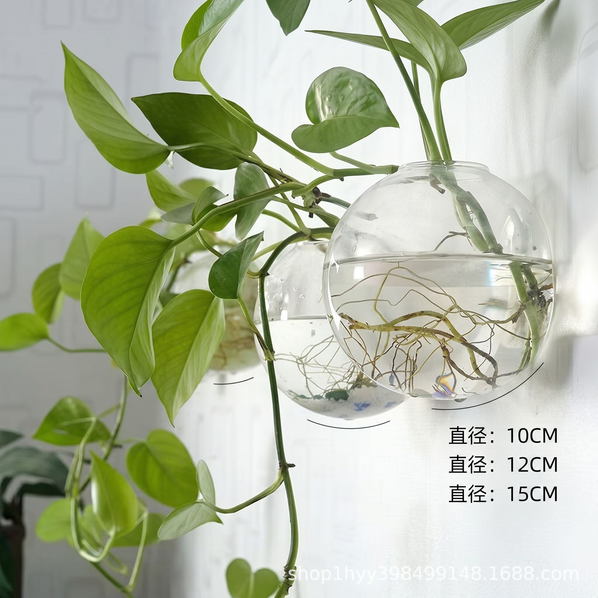 대형찐빵 수경재배 15cm + 흔적없는 손톱
