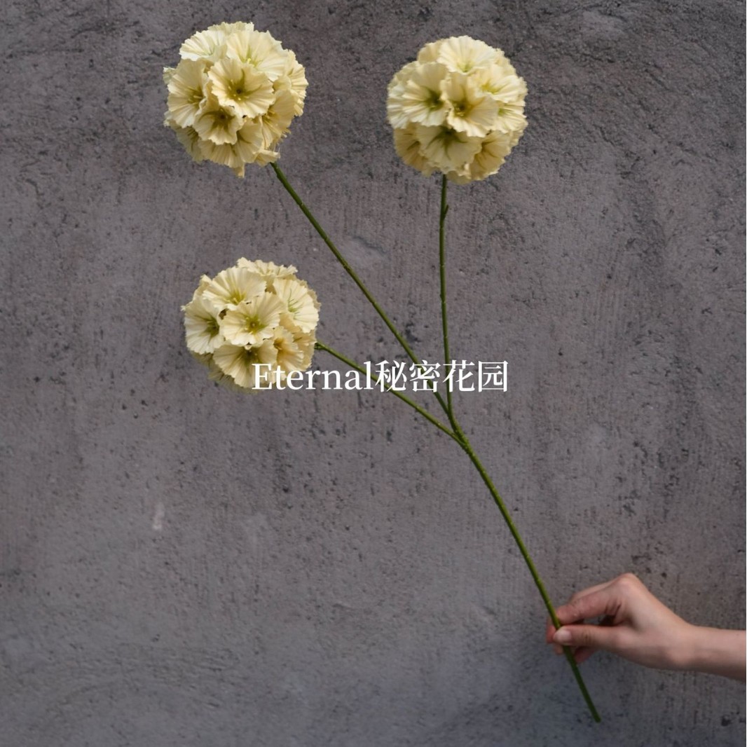 Fruta de molino de viento de ensueño