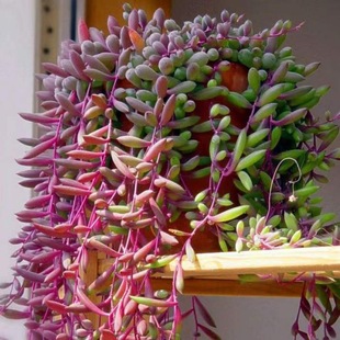 Purple Xuan Yue Chlorophytum Buddha Beads Succulent Plant Lover's Tears Indoor Potted Plant Purifies Air Radiation Protection Desktop Green Plant