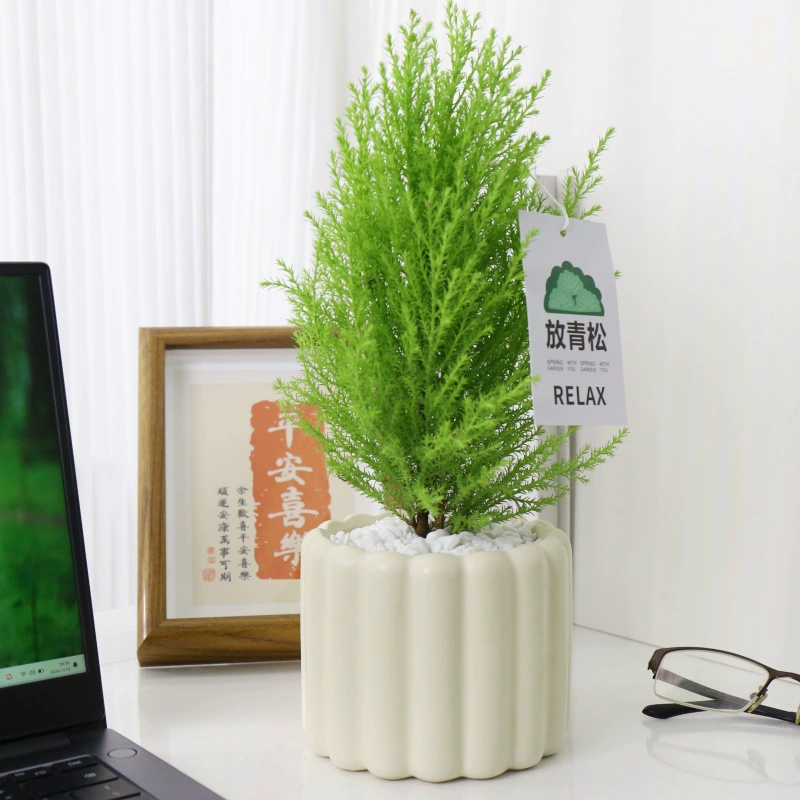Маленькое ароматное сосновое офисное настольное зеленое растение с сосновой рождественской сосной, легко ухаживаемое горшечное растение для эмоциональной стабильности.