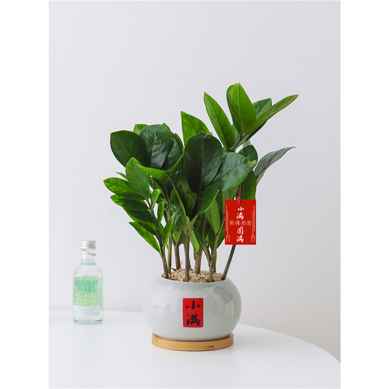 Money Tree Small Potted Four-Season Plant Indoor Living Room Chinese Zen Style Fortune Tree Green Plant Office Desktop Bonsai
