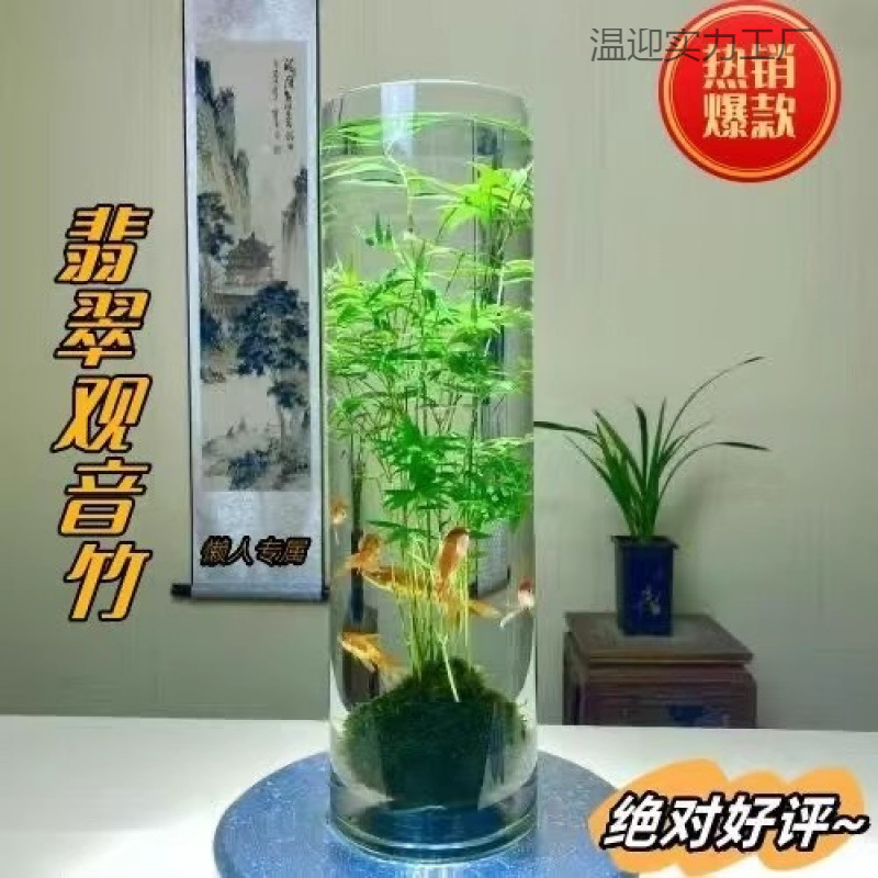 米竹水培鱼缸玻璃瓶带根苔藓球植物室内禅意盆栽凤尾竹观音竹竹子