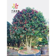 �޴��۹���������˹�ͥԺ�ͺ��ļ������̻��羰���������۹���