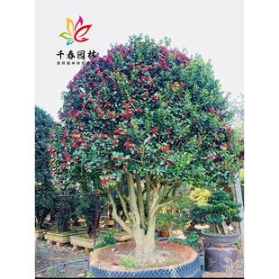 �o���۹���������\��ͥԺ�ͺ��ļ�����G���L���䶬��t���۹���