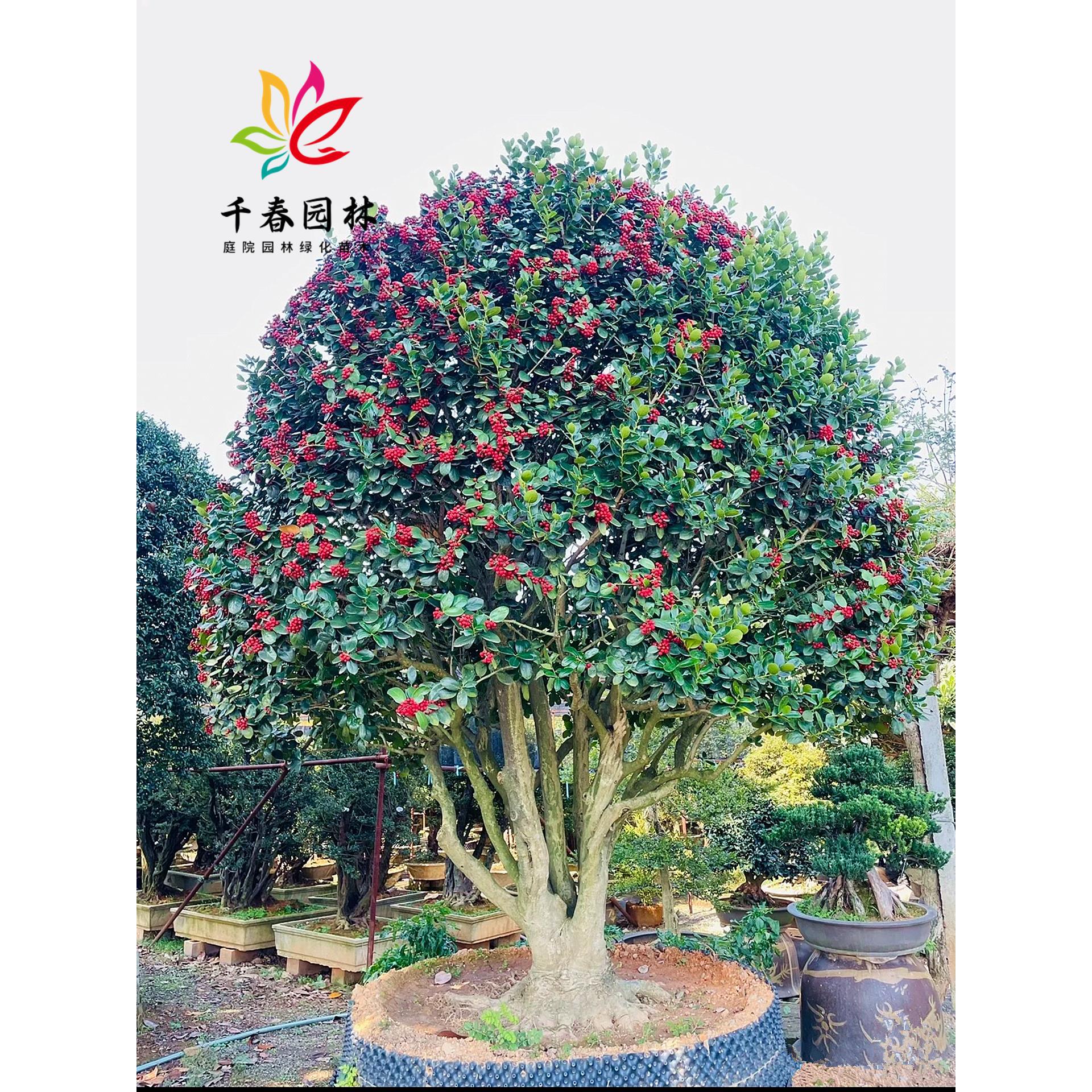 无刺枸骨球树苗鸿运果庭院耐寒四季常青绿化风景树冬青红果枸骨苗