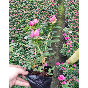 �����N13�� �����r���N �������_�������ļ����N ���̻�������