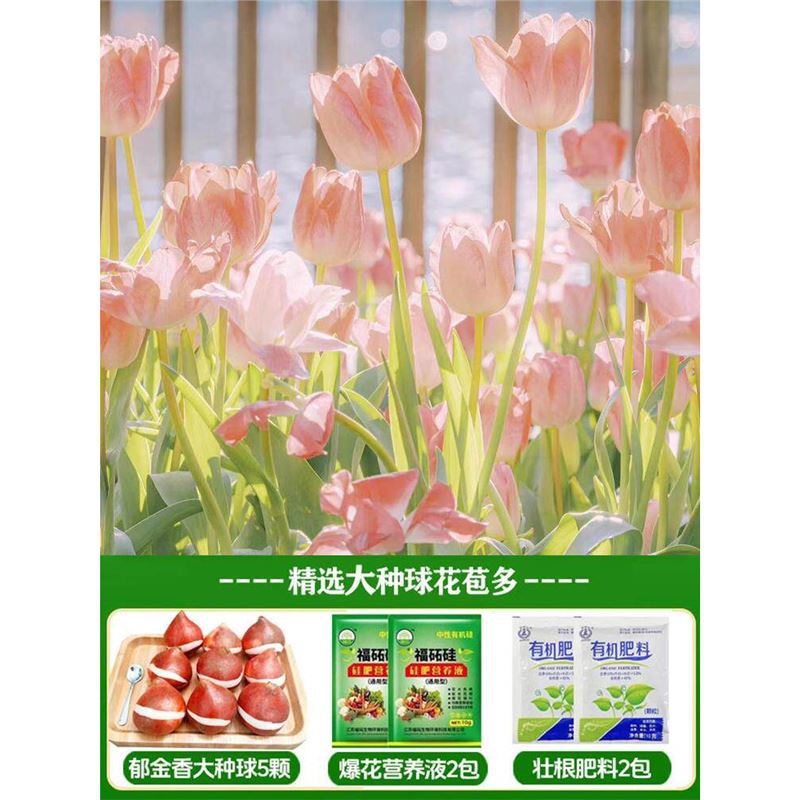 A15 chaoyang tulip 3 large balls + nutrient solution + fertilizer