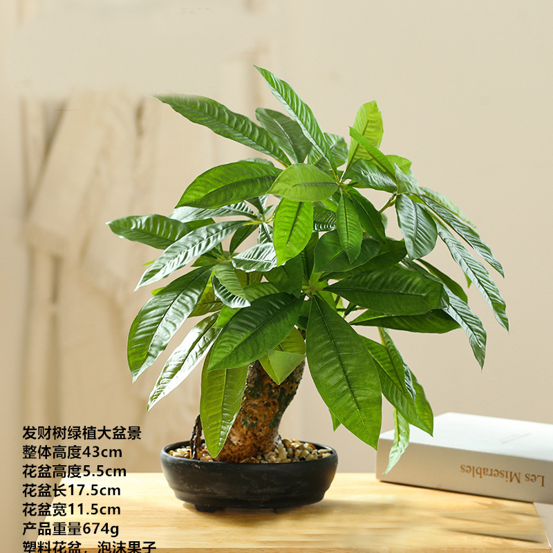 Transparente 112213 árbol de riqueza bonsai ☆