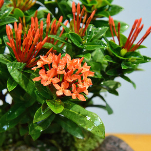 New Year's Eve Flower Bonsai Live Plants Gathering Wealth Dragon Boat Flower Potted Green Plants Tea Room Decoration Ornaments Opening Souvenirs