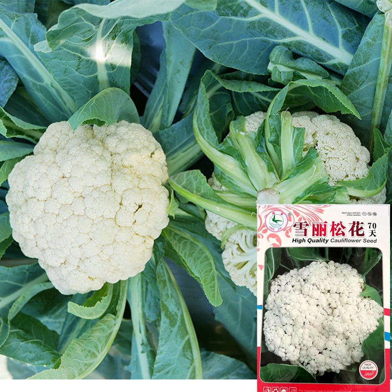 80天青梗松花菜种子南北方春秋播种白面散花菜四季蔬菜优质原种