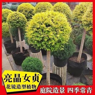 Green Plants, Cold-Resistant Plants, Shiny Women