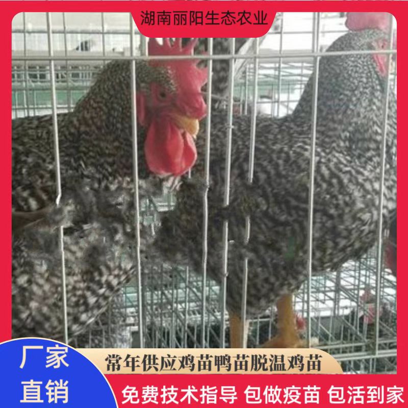 孵化厂批发鸡苗活体大种黑芦花鸡苗另有白芦花鸡雏金芦花鸡蛋鸡苗