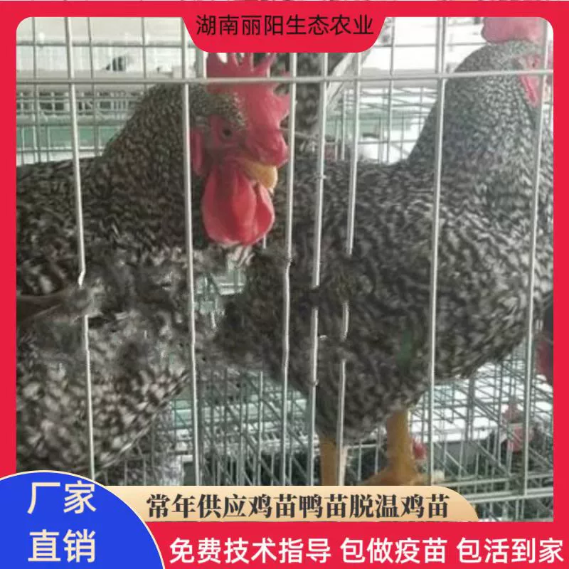 Инкубационная фабрика оптом продает живых цыплят крупных черных пород, а также белых цыплят, золотистых яиц и цыплят.