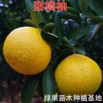 庆元甜桔柚苗 黄金柑子苗 建阳甜橘柚树苗嫁接桔子柚子苗当年结果