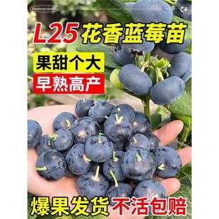 Blueberry Tree Seedlings Potted Fruit Trees Blue Plum Cherry Balcony Courtyard Fruit Seedlings Cold-Resistant Planting in All Seasons in the North and South