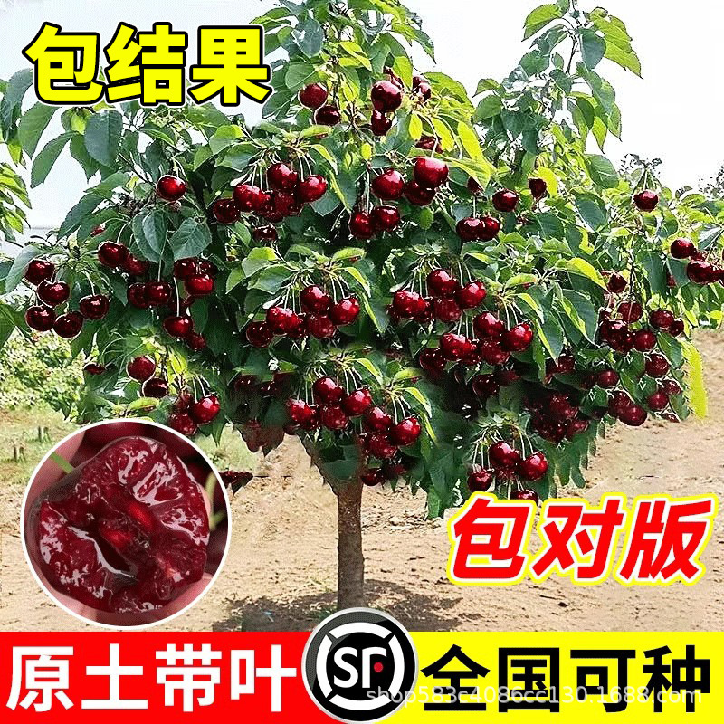 正宗车厘子树苗智利樱桃树苖果树果苗大全南北方种植四川矮化耐寒