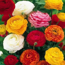 批发花毛茛种球 多色重瓣洋牡丹花苗种子 盆栽四季开花花毛茛种根