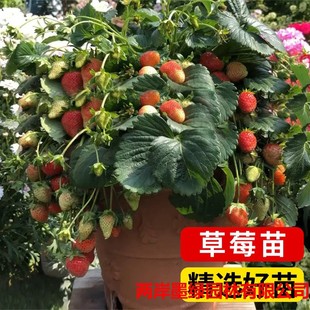 ��ݮ���ļ�����ʳ���̨���͹������Nֲ���Ϸ�����Y��