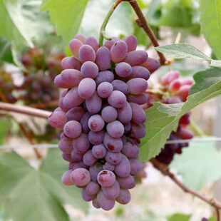 �Fժ�������������rõ����o���������Ӯ���ˮ�����ֱ�lһ�����l