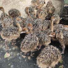 景区观赏鸵鸟活体养殖 脱温鸵鸟苗养殖 一只小鸵鸟苗价格 鸵鸟蛋