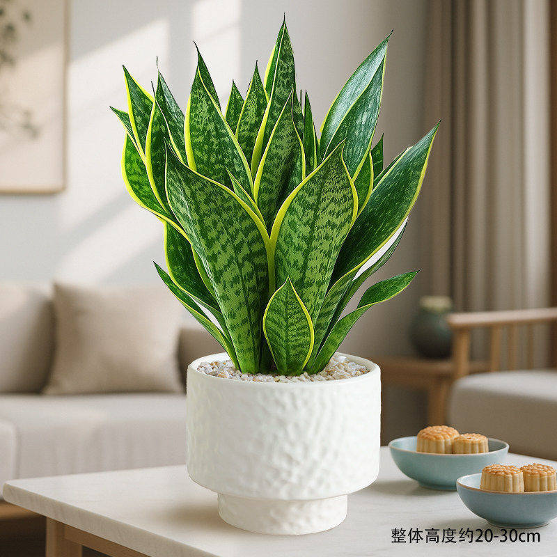 Select a+ grade gold-rimmed tiger orchid + cream puff pattern pot + pottery + fertilizer