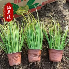 金叶石菖蒲杯苗批发 水生植物湖边水塘绿化苗 金边金线菖蒲盆栽