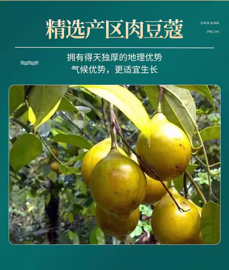 Nutmeg (Myristica fragrans) — Whole Dried Spice for Hotpot, Stews & Braised Meats, 500g key features