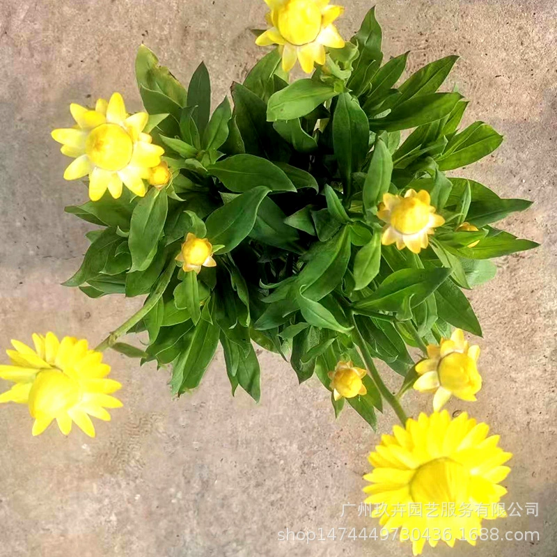 Соломенная Хризантема Большой Цветок Горшечное растение комнатный Сад Двор балкон ландшафтное озеленение цветочной клумбы украшения очистка воздуха