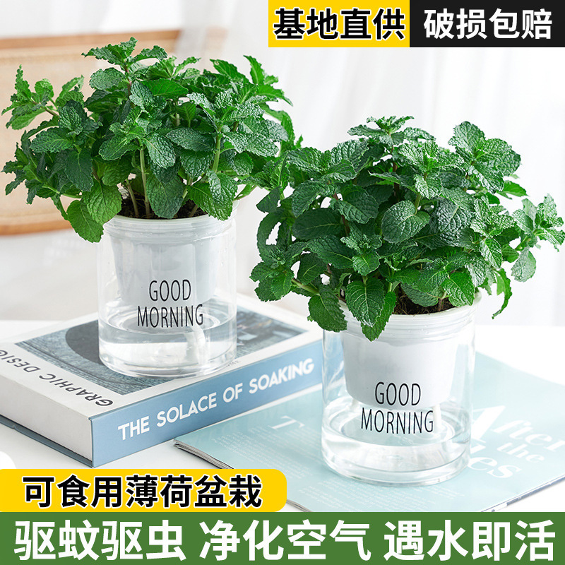 Mint Potted Edible Lemon Mint Leaves Hydroponic Plants Rosemary Indoor Fresh Green Plants Florals Mosquito Repellent
