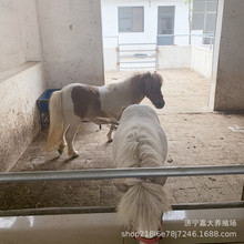 ���aС���R�����Xһֻ ���깩�����^�T�����������O���m���_�R