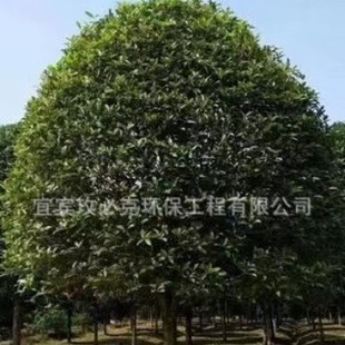 𻨘䣨𣩣f؈@־G@GеlS