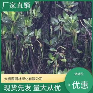 [Base Wholesale] Autumn Eggplant, Autumn Eggplant Tree Saplings, Engineering Greening Saplings, Complete Specifications