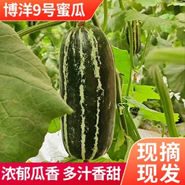 红枣干;葡萄干;干枣