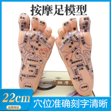 22cm大字刻字版足底反射区模型人体模型脚模足疗足部穴位按摩17