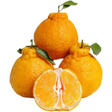 四川黄果柑产地直发新鲜水果柑橘包邮应当季水果黄果柑一件代发