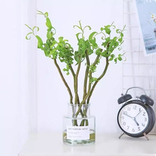 �����r֦�廨�͏d��ز�ˮֲ���׻��^�~ˮ���L���Ҿ��b�